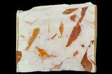 Fossil Seed Fern (Glossopteris) Plate - Australia #129618-2